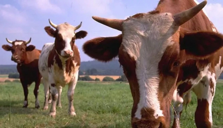 2023 yılı otlatma bedellerini belirlendi! İşte büyükbaş ve küçükbaş otlatma fiyatları