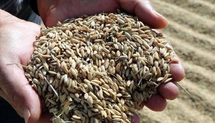 Toprak Mahsulleri Ofisi TMO, çeltik alım fiyatlarını açıkladı