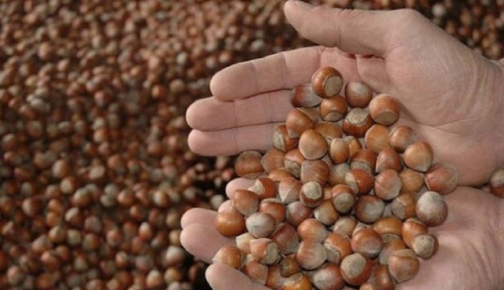 FİSKOBİRLİK yeni sezon fındık alımına 12 Ağustos ta başlayacak!