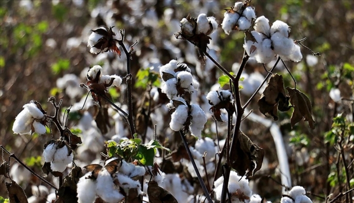 Çiftçilere kara haber! Açıklanan fiyat hayal kırıklığı yarattı!