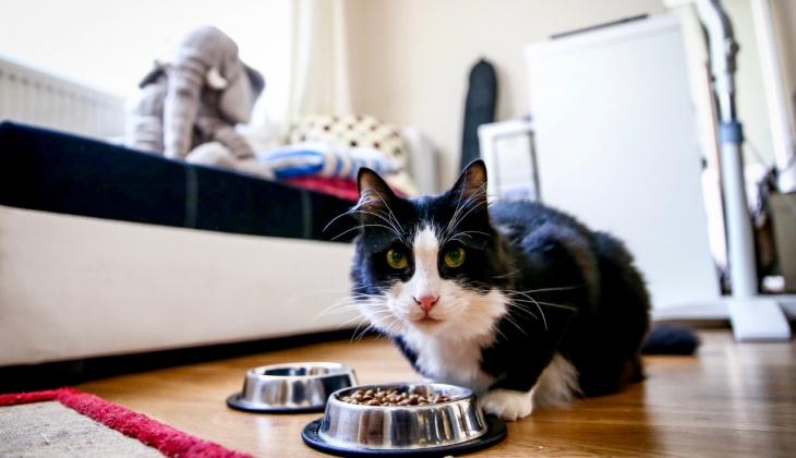 Evcil hayvanı olanlar dikkat! Bunu mutlaka yaptırmanız gerekiyor! Tüylü dostunuzdan olmayın!