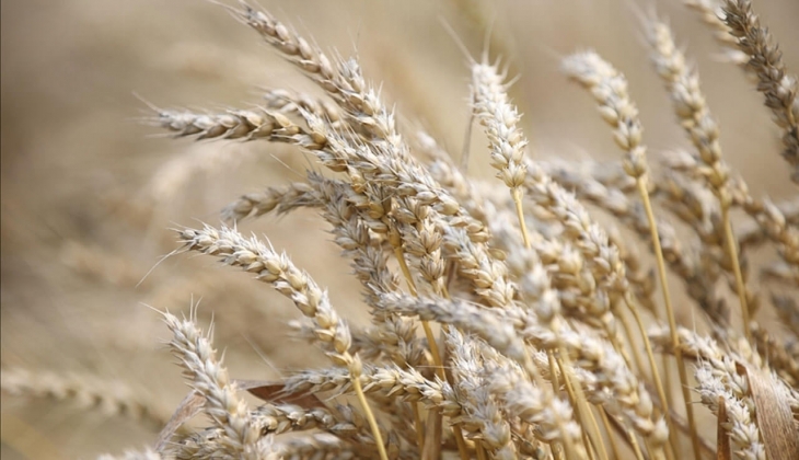 Tahıl koridoru gıda fiyatlarını nasıl etkiledi? Buğday, arpa, mısır bugün kaç lira? 16 Mart 2023 fiyat listesi...