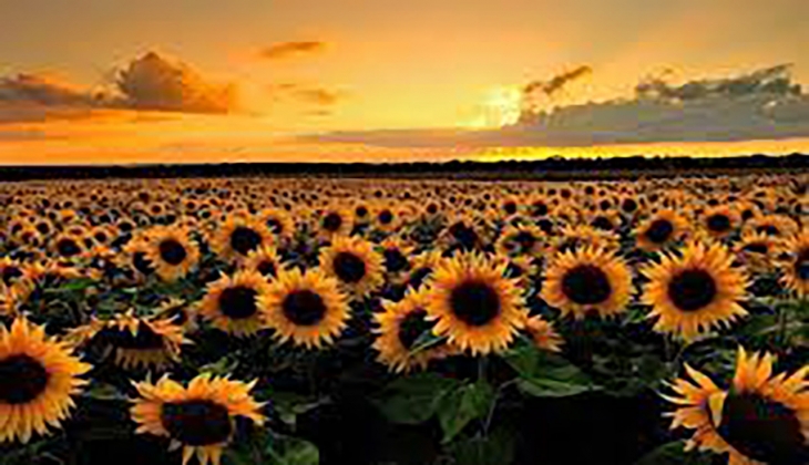 Ayçiçeği alım fiyatları arttı mı? İşte 5 Tarım Borsası’nın 19 Eylül 2022 fiyat listesi