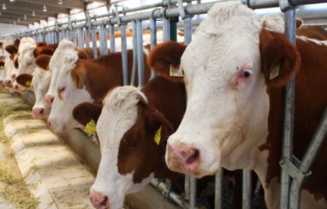 Kartepe'deki 716 hayvancılık tesisi kapatılacak mı?