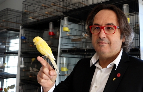 Yüksek Mimar Hilmi Süer'in şampiyon kanaryaları!