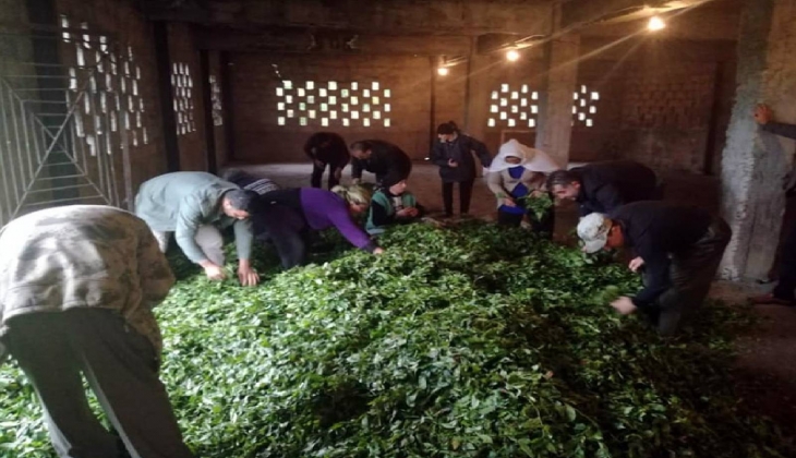 ÇAYKUR bu yıl 591 bin tonu aşkın yaş çay alımı gerçekleştirdi