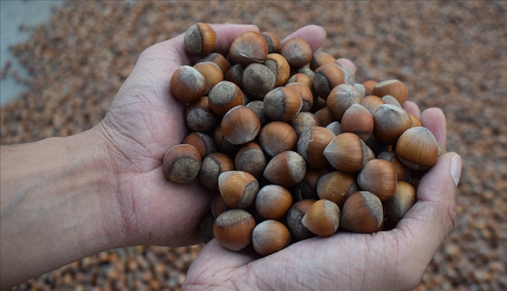 Fındık fiyatları sil baştan değişti! İl İl fındık fiyatları açıklandı! 2023 fındık fiyatları ne kadar oldu?