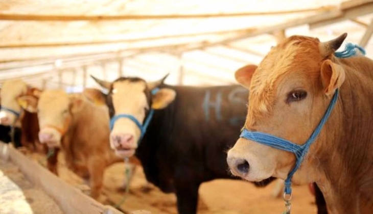 2022 Kurban fiyatları ne kadar oldu? İşte 7 Temmuz itibariyle kurban pazarlarında son durum