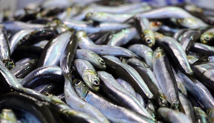 İstanbul Balık Hal fiyatları açıklandı! İstanbul Balık Hali nde hangi balıklar satılıyor? 9 Eylül 2022 fiyat listesi