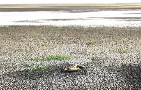 Kuyucuk Gölü Kuş Cenneti kurudu!