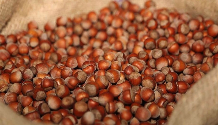 Çiftçiler dikkat! Fındık fiyatları belli oldu! İşte il il fındık fiyat listesi...