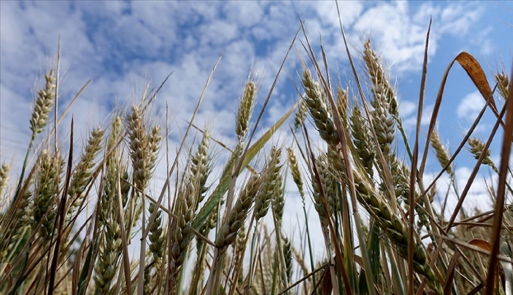 Trakya'da kuraklık tehdidi, Buğday kuru toprağa ekilecek