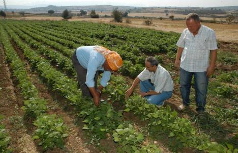 Çiftçiler arazilerin miras yoluyla bölünmesine karşı!