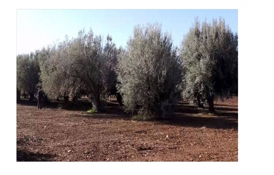 İzmir Seferihisar daki zeytinliğe konut mu yapılacak?