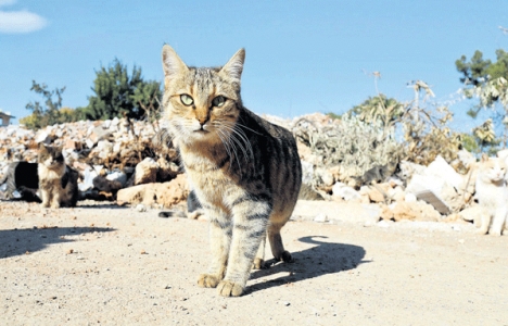 Kentsel dönüşüm kedileri sokakta bıraktı!