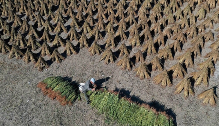 Mazot ve gübre destekleri erken ödenecek! Resmi Gazete de yayımlandı, detaylar açıklandı: Çiftçilere müjde!