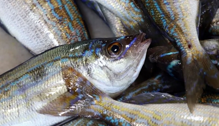 Balık severler tezgah başına! İndirime girdi, kilo kilo alın