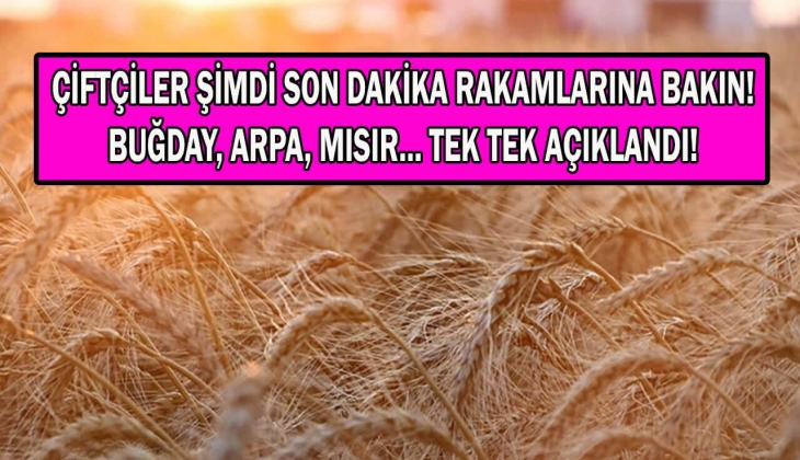 Buğday fiyatlarında Tahıl Koridoru depremi! Buğday, arpa, mısır hangi borsada ne kadar oldu? Tek tek rakamlar geldi!