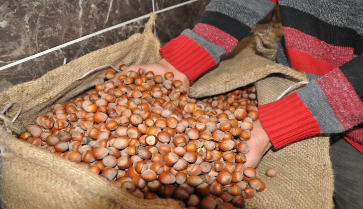 Fındıkta çiftçinin fiyat beklentisi belli oldu! En az rakam kaç lira olmalı?