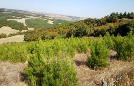 Verimsiz devlet ormanı nedir?