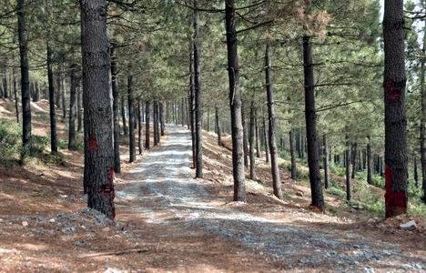 Beykoz Karlıtepe, İstanbul'un ikinci Çamlıca'sı olacak!