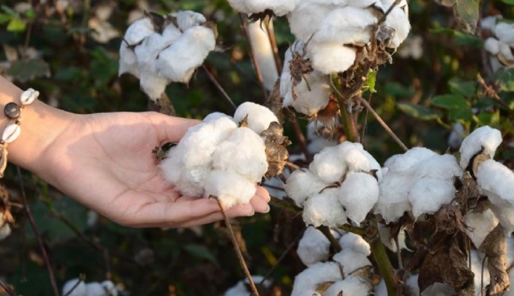 Alkanoğlu Pamuk’a 3 ay geçici konkordato mühleti!