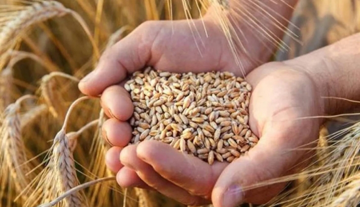 Trakya da kuraklık tehdidi, Buğday kuru toprağa ekilecek