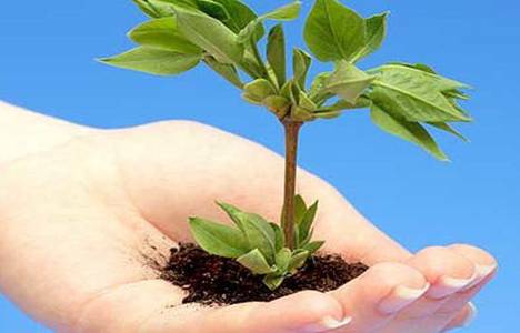 İş Bankası KKTC'ye 35 bin 200 fidan dikti!