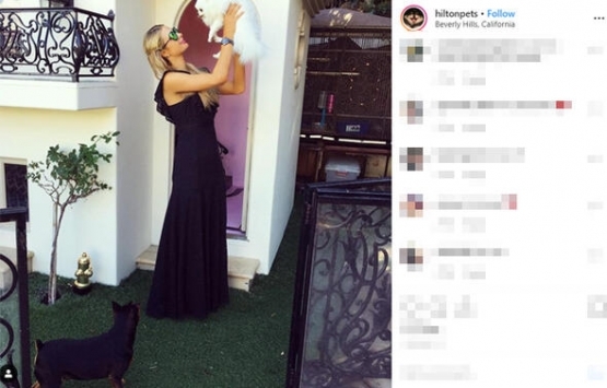Paris Hilton un köpekleri de havuzlu malikanede yaşıyor!