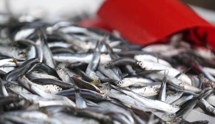 Denizde av sezonu başladı! Hamsi, palamut, levrek, çupra, istavrit fiyatları belli oldu! Balık fiyatları ne kadar?