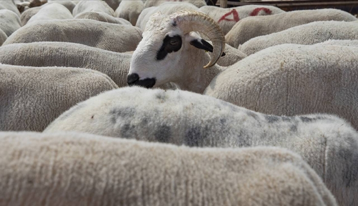 Kurbanlık alacaklar dikkat! Koyunda bu eksiklik varsa arkanıza bile bakmadan kaçın