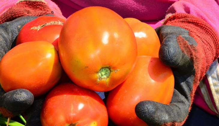 Domates satışına bakanlık el attı! İzinsiz satılamayacak! İşte 7 Eylül 2022 fiyat listesi...