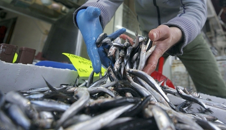 Ankara Balık Hal fiyatları açıklandı! 12 kg hamsi 100 TL ye düştü! İşte 30 Ocak 2023 fiyat listesi...