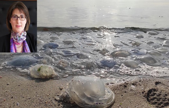 Prof. Dr. Melek Okyar'dan müsilaj açıklaması! Marmara Denizi'nde...