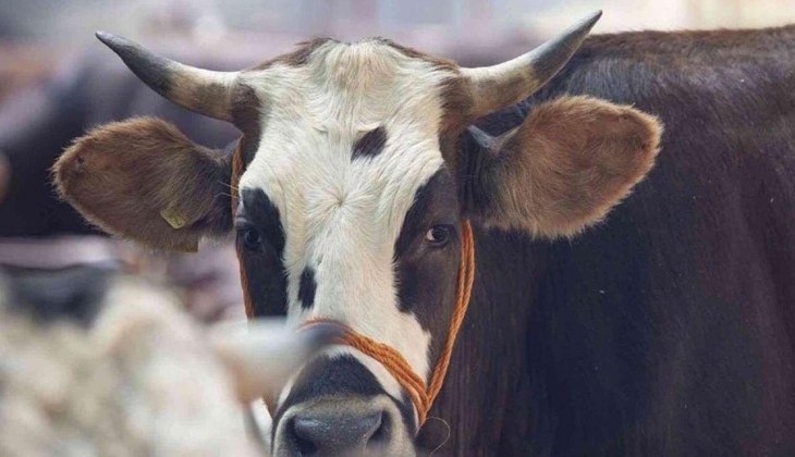 Kurbanlık fiyatları bu yıl ne kadar oldu? İşte il il büyükbaş küçükbaş kurban fiyatı!