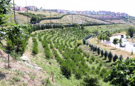 Kocaeli Büyükşehir Belediyesi ağaç dikimi