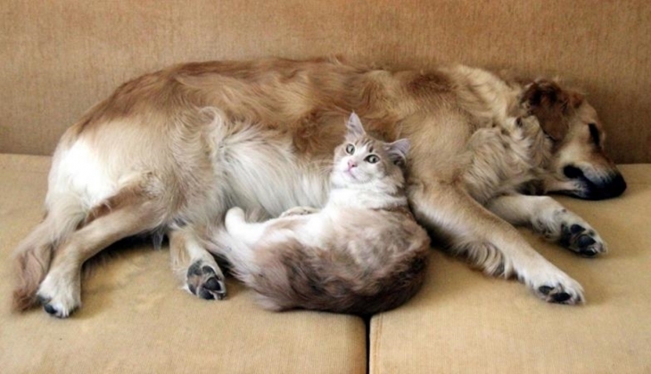 Evcil hayvanı olanlar dikkat! Bunu mutlaka yaptırmanız gerekiyor! Tüylü dostunuzdan olmayın!