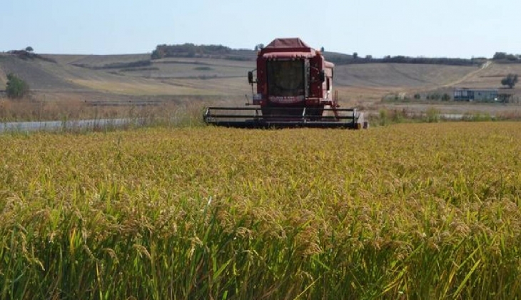 Toprak Mahsulleri Ofisi TMO, çeltik alım fiyatlarını açıkladı