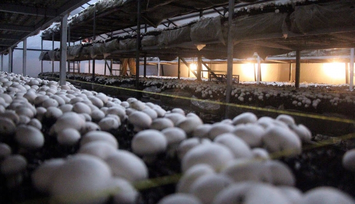 Girişimcilere müjde! Bunu yetiştirirseniz devlet desteği alırsınız