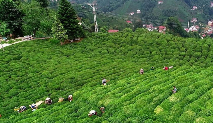 Cumhurbaşkanı Erdoğan yaş çay taban fiyatını açıkladı! Yaş çay taban fiyatı kaç lira oldu?