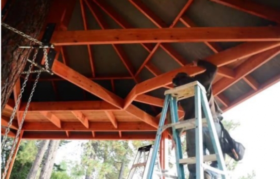 ABD deki ağaç ev görenleri hayran bırakıyor!