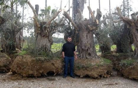 EXPO 2016 Antalya fuar alanına ağaç dikiliyor!
