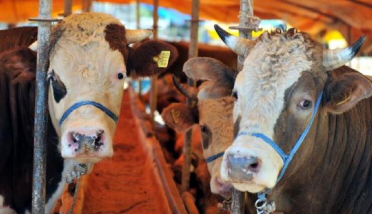 Büyükbaş kurbanlık fiyatları yüzde 140,5 arttı! Fiyatlar ise 35-145 bin lira arasında!