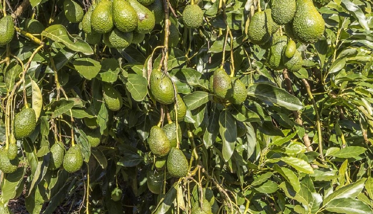 Buna zengin meyvesi diyorlar ama siz aldırmayın. Bunu toprağına eken çiftçi de zengin oluyor. İşte fiyatı