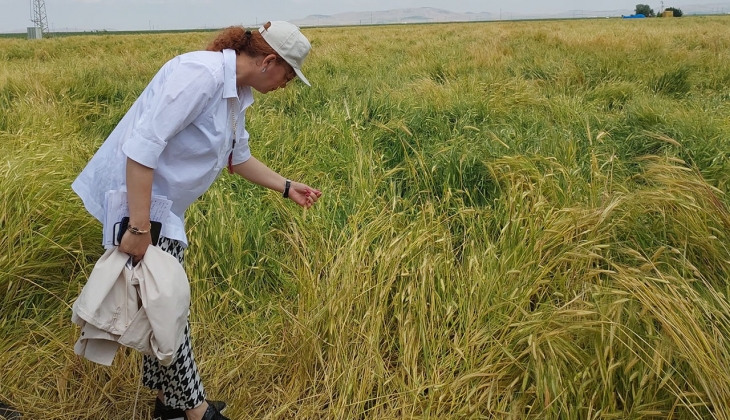 TMO buğday satış fiyatları ne kadar oldu 2022? TMO prim desteği kaç TL?