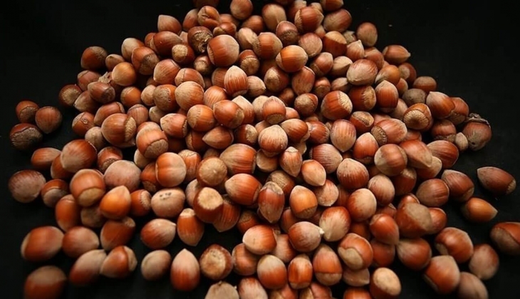 Fındık fiyatlarında şok gelişme! Fındık fiyatı bugün hangi ilde kaç lira? 15 Ağustos 2022 fiyat listesi..