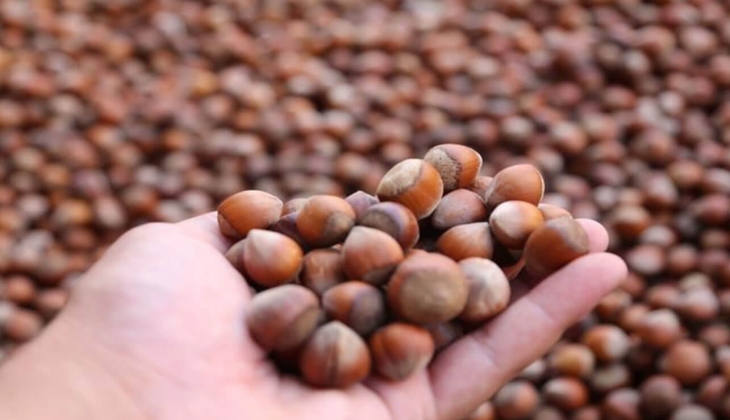 Türkiye 2 ayda yurt dışına 56 bin 662 ton fındık sattı! Fındık fiyatları bugün ne kadar? 3 Kasım 2022 fiyat listesi...