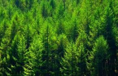 Ege'deki ormanların kadastro çalışmaları başlıyor!