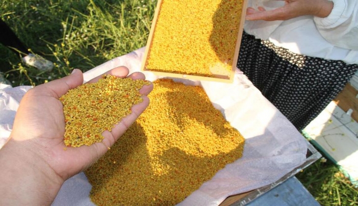 Avrupa'nın tercihi Mersin poleni! Kilo başına 300 liradan ihraç ediliyor!