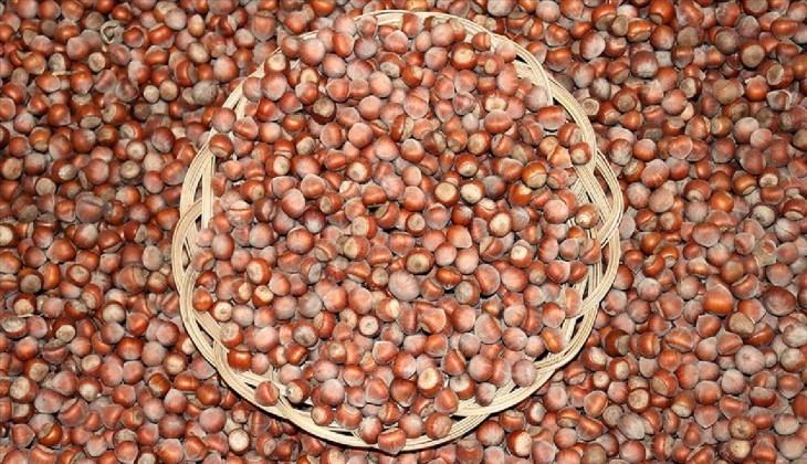 Fındık fiyatları bugün kaç lira oldu? Fındığın kilosu kaç lira? Hemen güncellenen fındık fiyatlarına bakın!